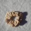 beige-a-fleurs-orangees